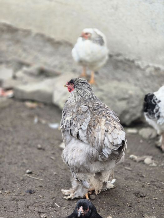 Cocoși/gaini brahma. În Iulie au un an!!
