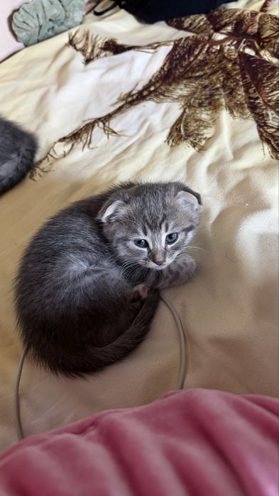 Продам котят вислоухие