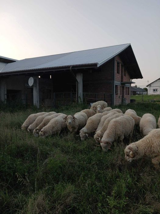 Vand Berbeci cu sau fara certificat de origine