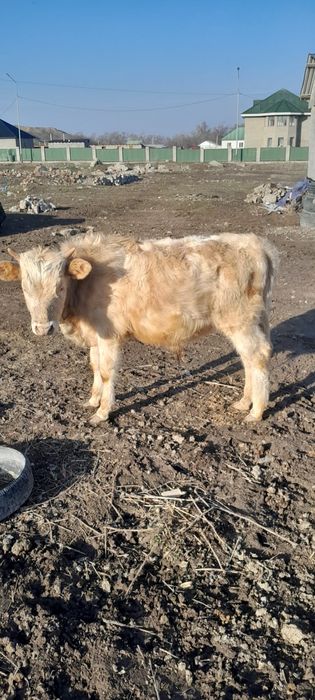 Бучок 1 жасар срочно