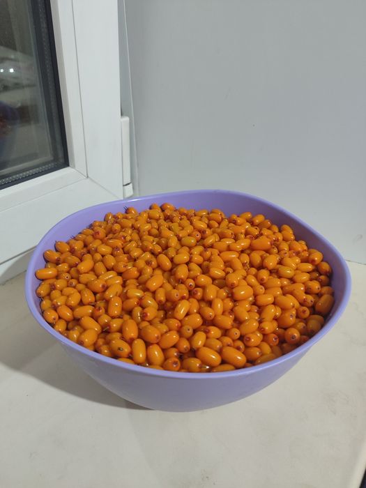 Продам облепиху .