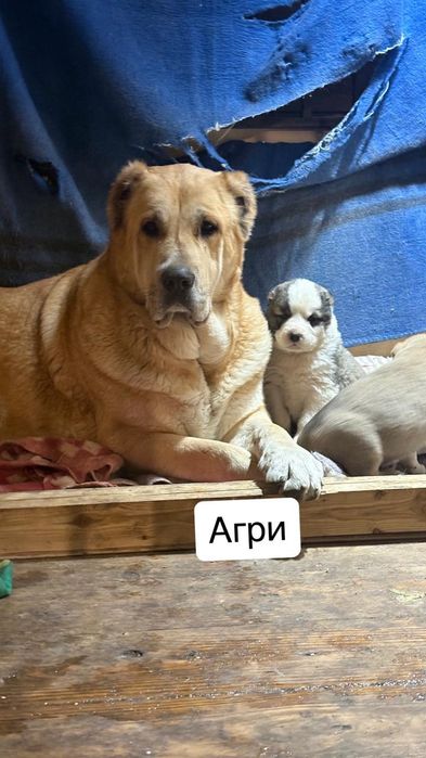 Продам щенков САО Тобет Алабай