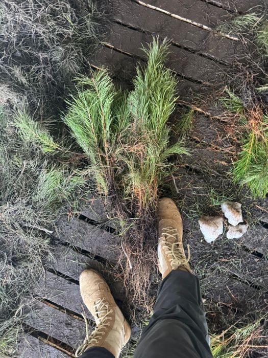 Сеянцы сосны 3-х лет