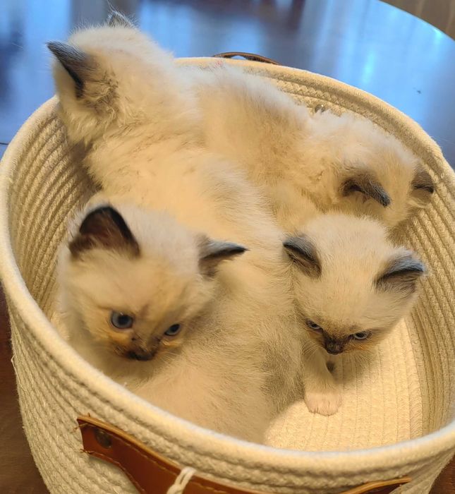 Чистокръвни Ragdoll котенца