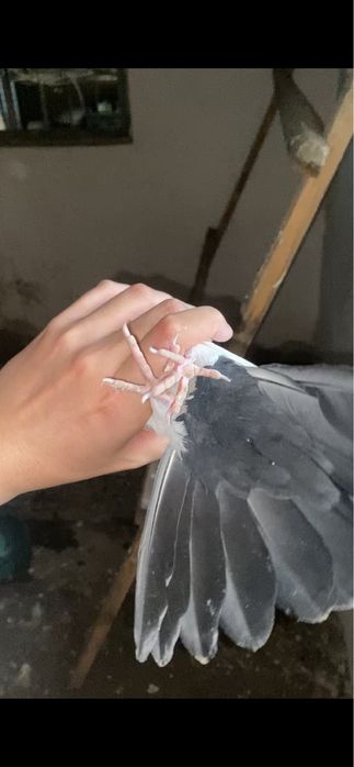 Бакинцы чернопёрые