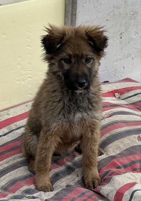 Ищем добрые руки для щенка