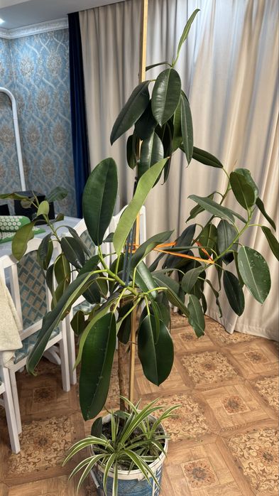 Продам фикус высота 180см