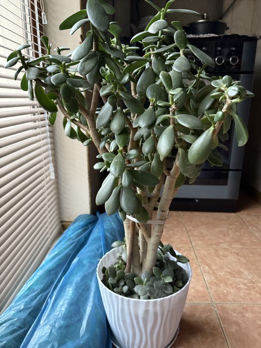 Цветы комнатные, 4 горшка, денежное дерево,