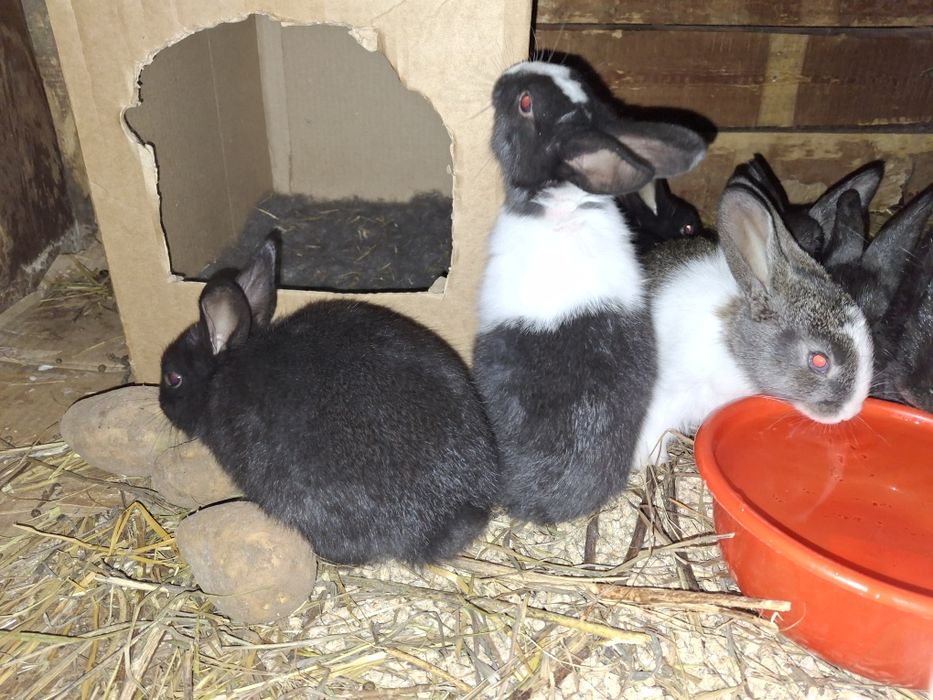 Продаются крольчата