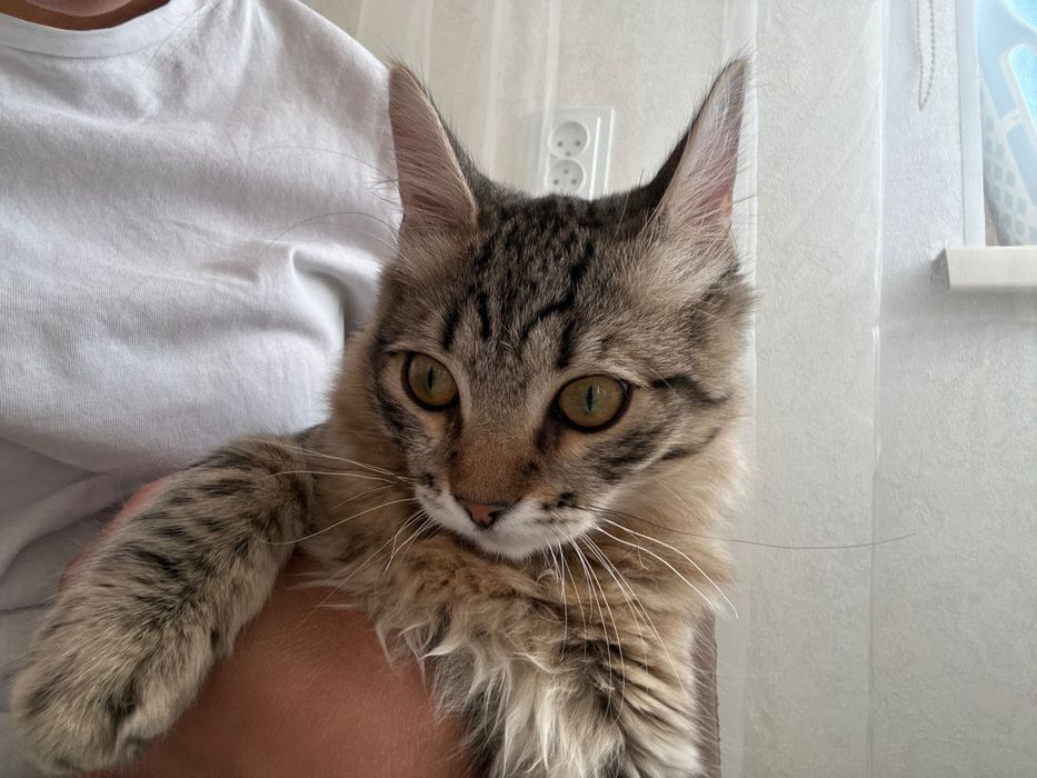 Кошка-девочка, 5-6 месяцев, игривая