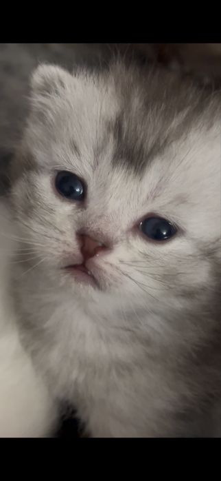 вислоухий котенок мальчик