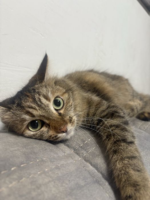 Кошечка отдам в добрые руки