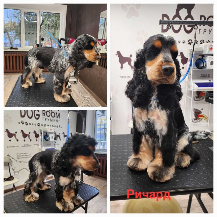 Грумер, стрижка собак