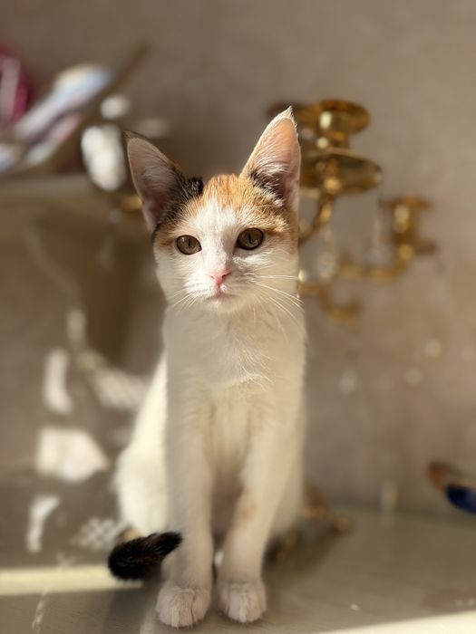 Оооочень нежный котенок. Девочка.