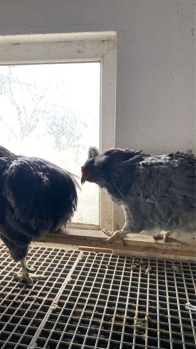 Araucana albastru 1+1 si cocos plymouth