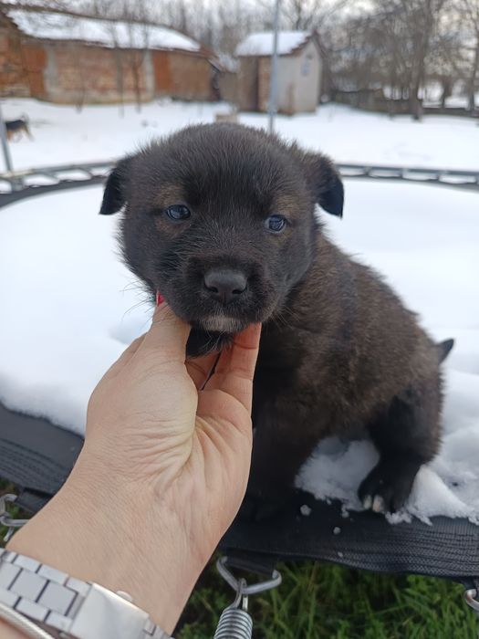 Подарявам кученца