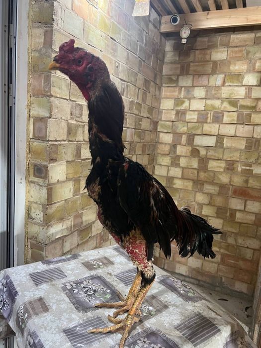 Dakan xoroz sotiladi