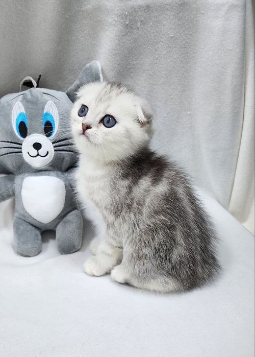 Мальчик скоттиш фолд серебристая шиншилла
