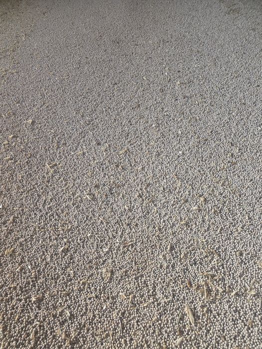 mazare galbena de primavara - 30 tone