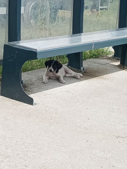Cățeluși caută stapan