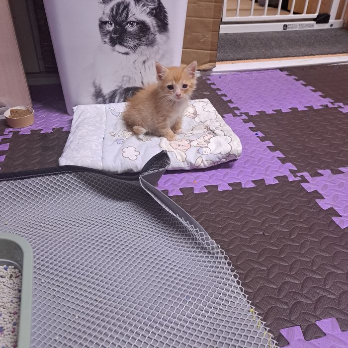 Отдается котенок(мальчик) в хорошие руки