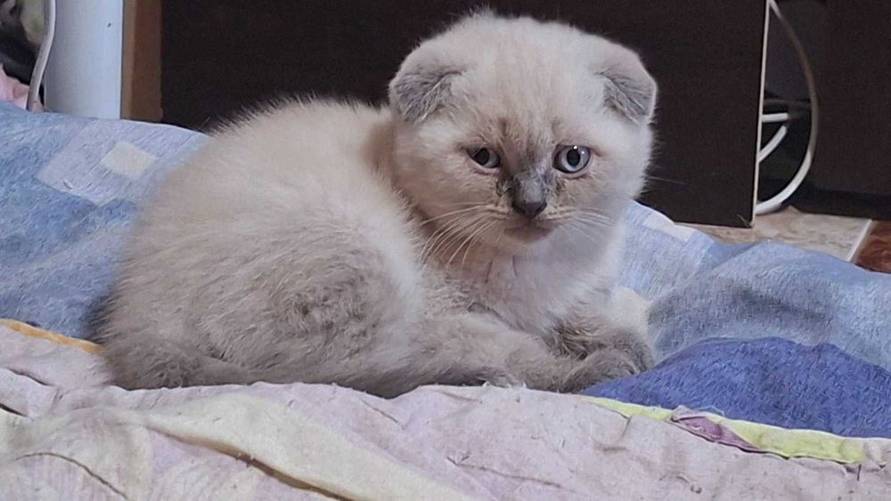 Продавам породисти котенца
