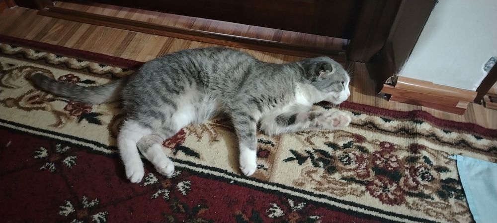 Продаётся две кошки