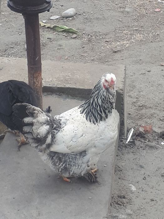 Tovuq sotiladi brama