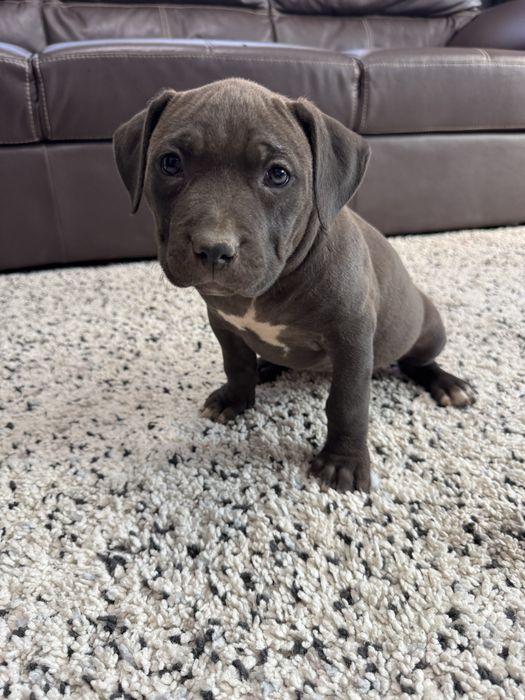 Catei American Bully xl