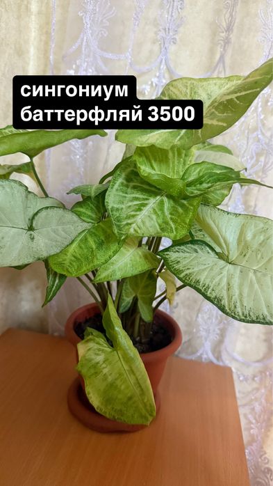 Домашние растения