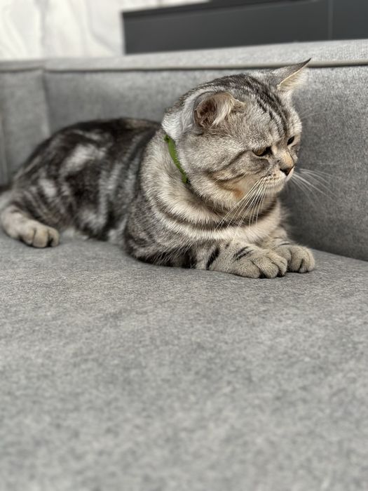 Вязка Британцкий страйт