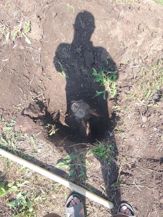 Услуги спил деревьев