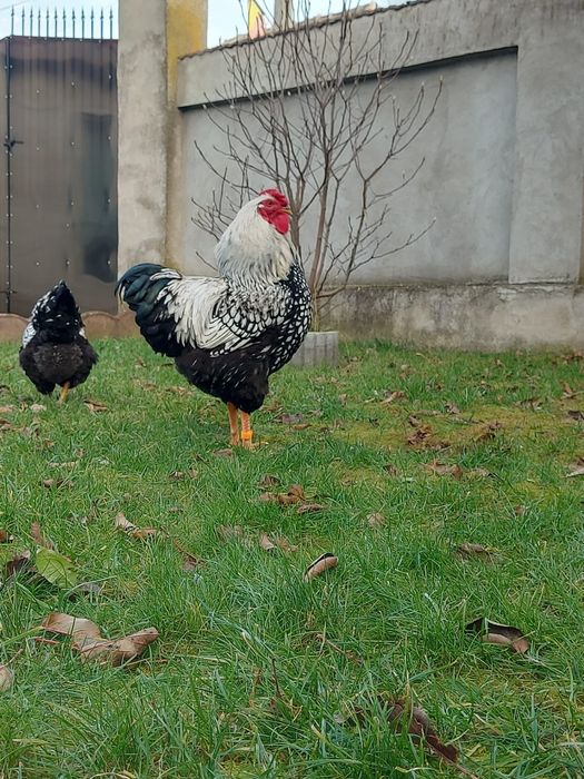 Pui wyandotte argintiu