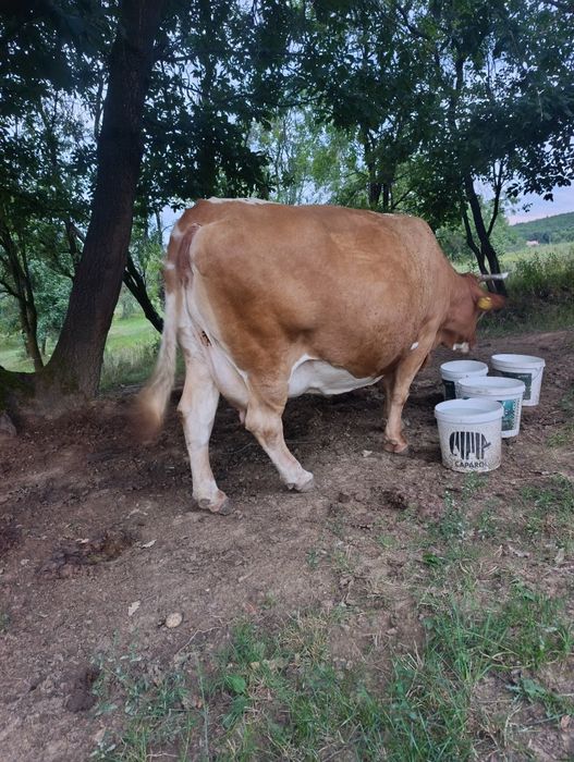 Vaca de vânzare.