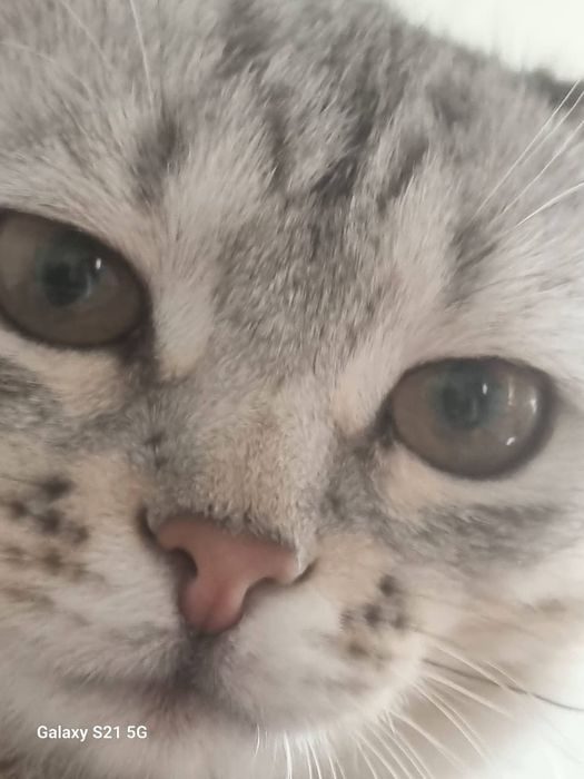 Отдам в хорошие руки