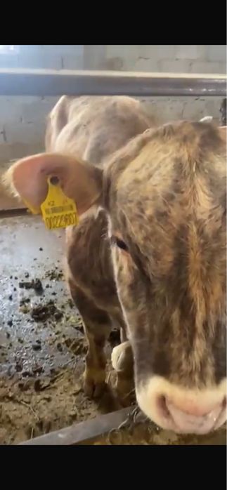 Подсосы, подсос, букаша, бука