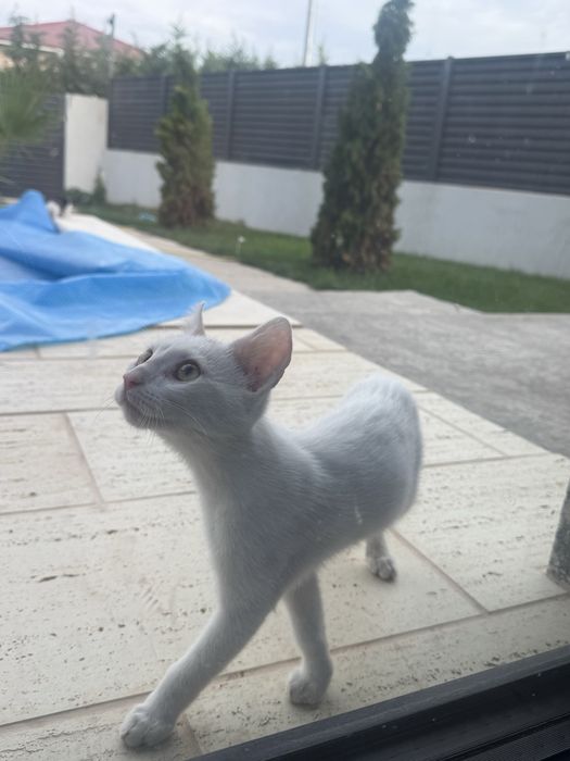 Adopție pui pisică