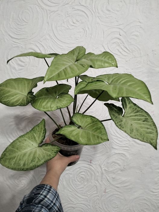 Комнатные растения