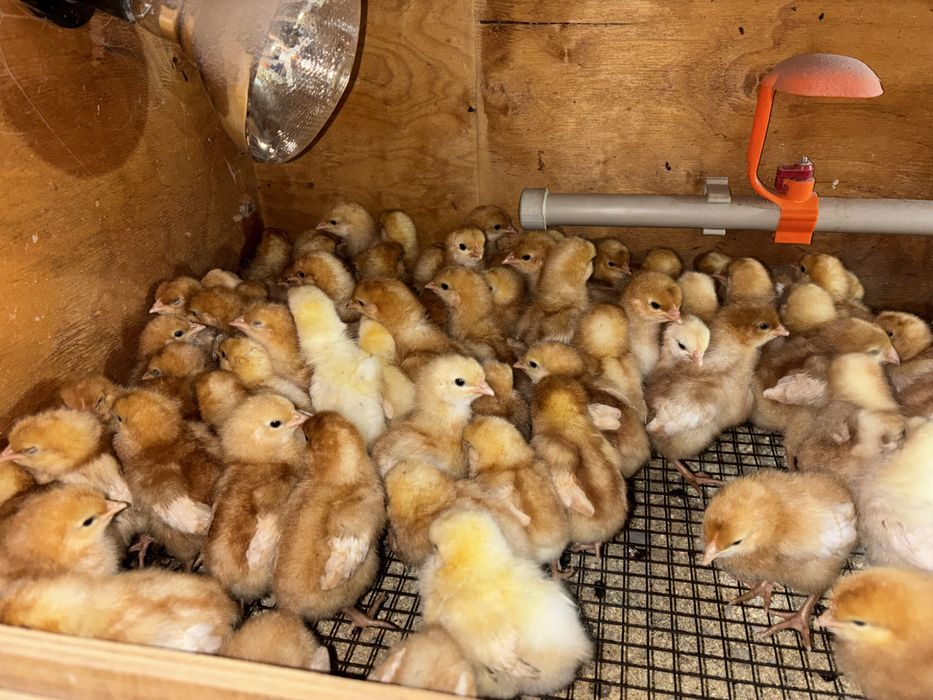 Ломан браун балапандары