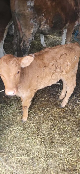 Vaci cu vitel de vânzare