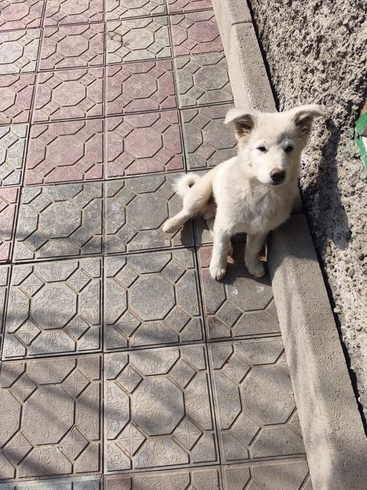 Продам милого щенка