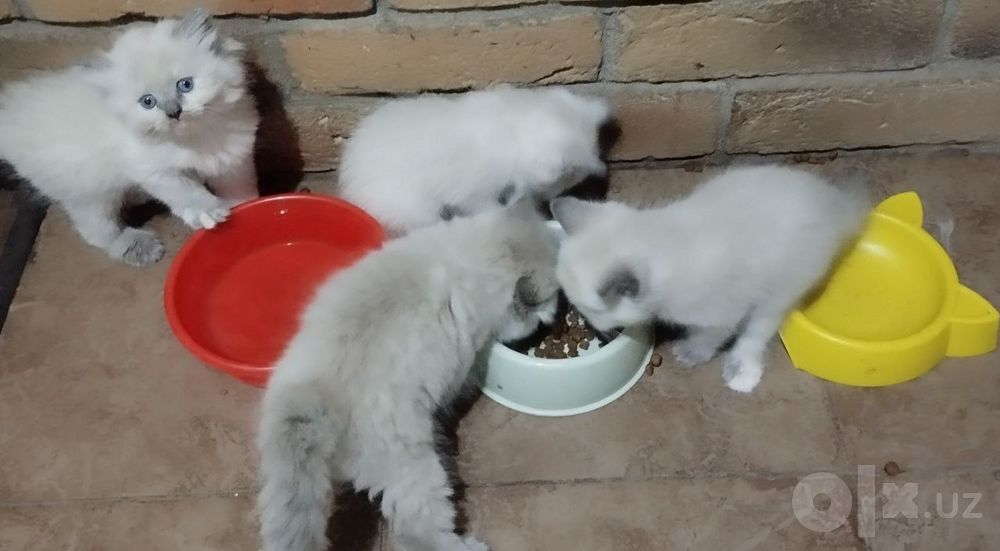 Продаётся котята балинеза