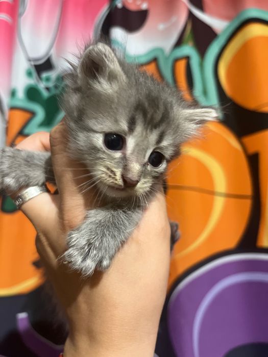 Котята бесплатно