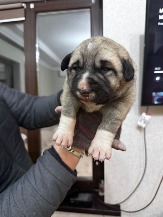 Продам щенков кангала