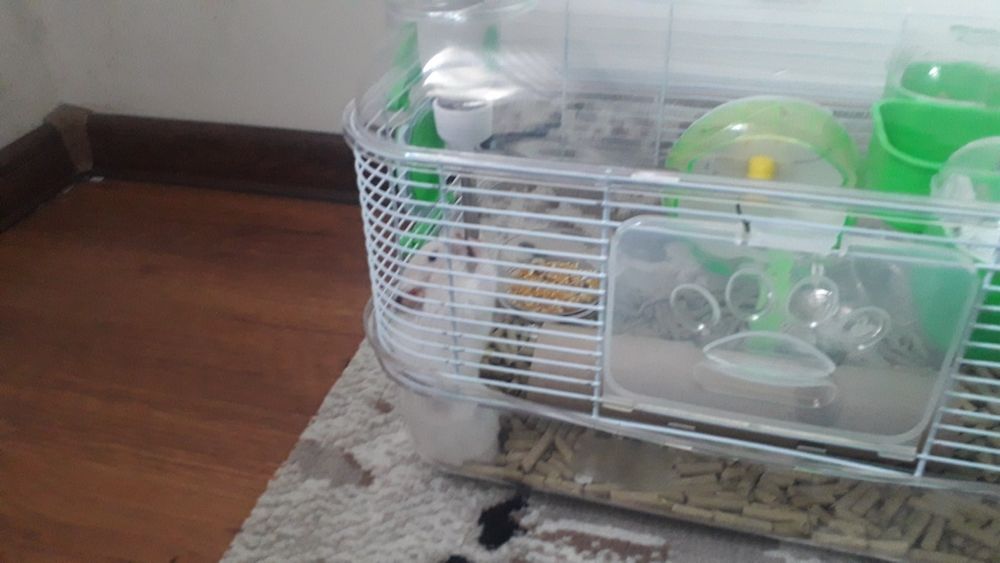 Клетка сотилади Хомяк билан бирга. Хомяк сирийский, угил бола.