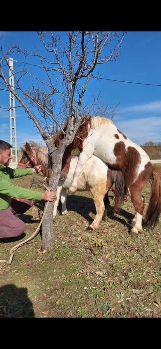 Poneita gestanta 5 ani
