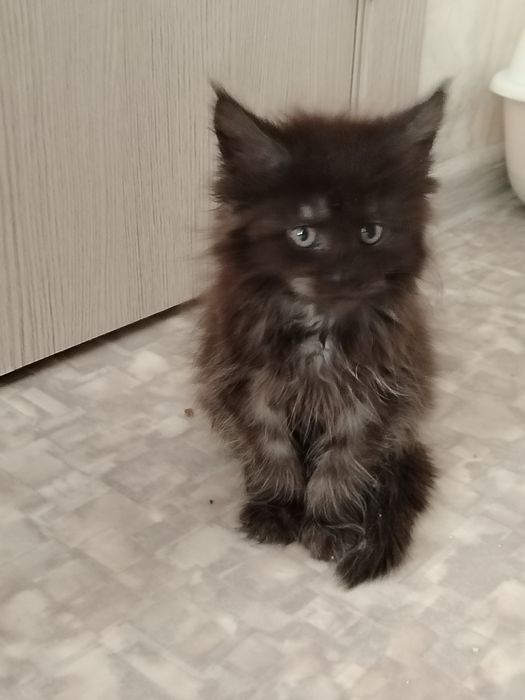 Котёнок Мейн-кун из питомника