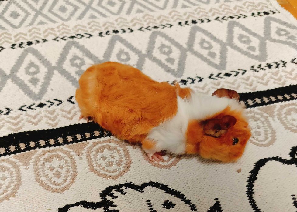 Морски свинчета,  1 месец.