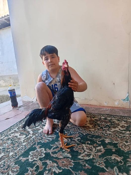 Карейс хуроз зоти тозза жавоб