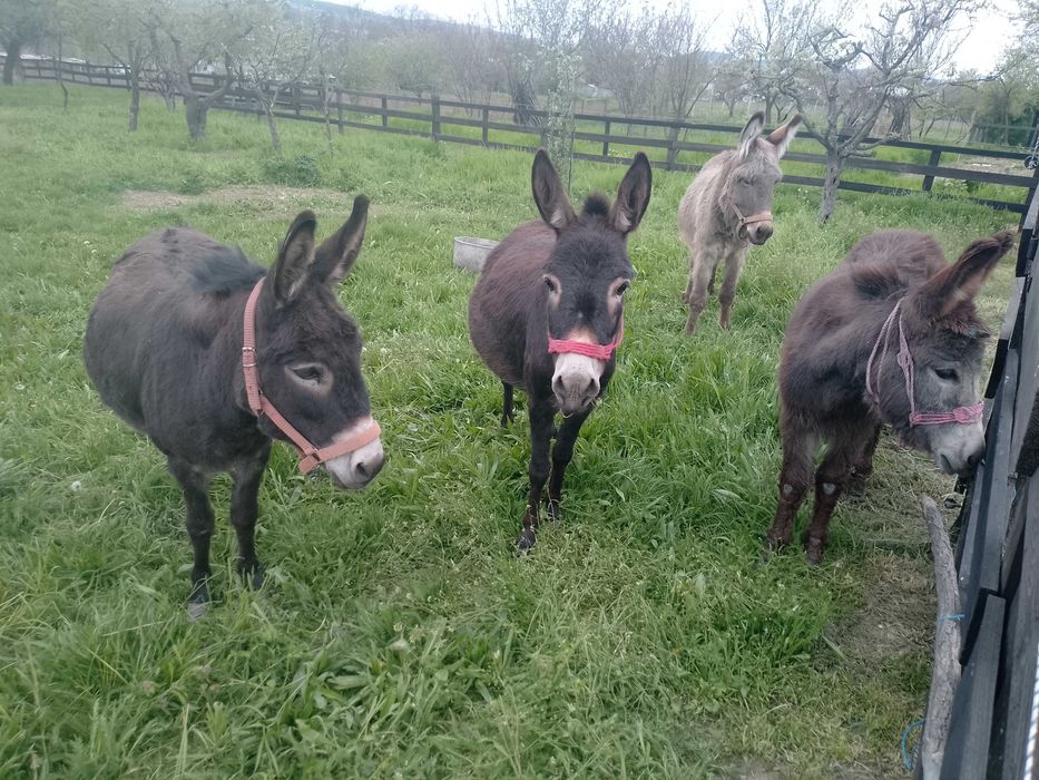 Vând familie de măgari 3 femele și un mascul